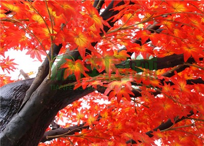 仿真楓樹(shù)，仿真紅楓，仿真綠楓，仿真紅綠楓